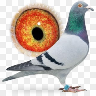 Nl16-1253307 - Racing Pigeon With Ring Clipart