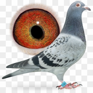 Nl16-1864786 - Breed Ring Pigeon Clipart