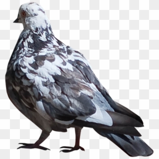 Pigeons Png Images - Stock Dove Clipart
