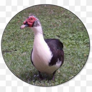 Duck In The Philippines Clipart