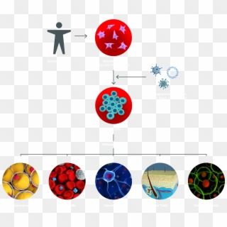 Induced Pluripotent Stem Cells - Cellules Souches Pluripotentes Induites Clipart