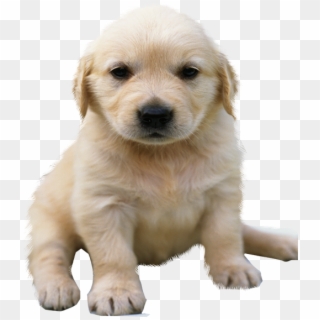 Golden Retriever Puppy No Background Clipart
