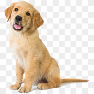 Happy Golden Retriever Puppy - Sitting Dog Clipart
