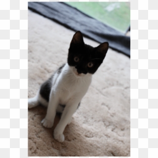 Photo Of Catwoman K0211 - Domestic Short-haired Cat Clipart