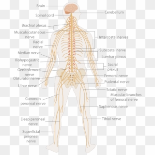 The Peripheral Nervous System Is Constituted By The - Nervous System Clipart