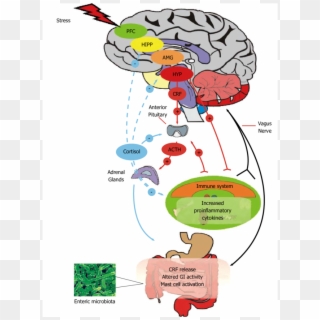 Brain Clipart Central Nervous System - Microbiome Gut Brain Axis - Png Download