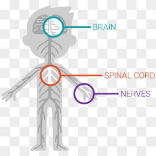 The Nervous System - Graphic Design Clipart