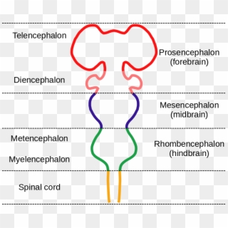 Embryonic Brain, Before It Folds Up Into What We Recognize - Subdivisions Of The Embryonic Brain Clipart
