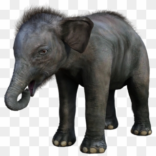 Elefante, Bebé, Joven, Safari, Animales, Mamíferos - Indian Elephant Clipart