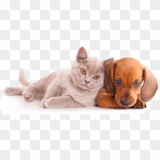 Cachorros E Gatos Png - Free Stock Cat And Dog Clipart
