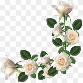 Rosas Diversas Png - Marco De Rosas Blancas Clipart