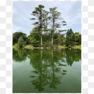 #background #scenery #trees #pond #water #reflection - Reflection Clipart