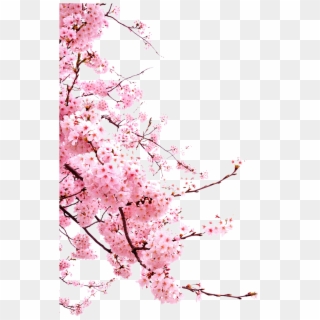 Bunga-png - Japanese Cherry Blossom Png Clipart