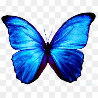 Borboleta Png Transparente - Transparent Background Blue Butterfly Png Clipart