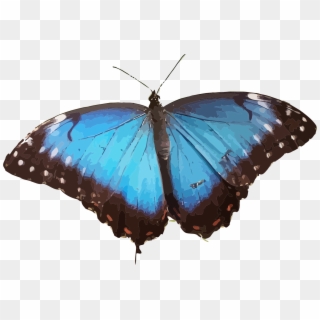 This Free Icons Png Design Of Morpho Peleides - Blue Morpho Butterfly Png Clipart