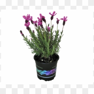 5l The Princess Lavender - Flowerpot Clipart
