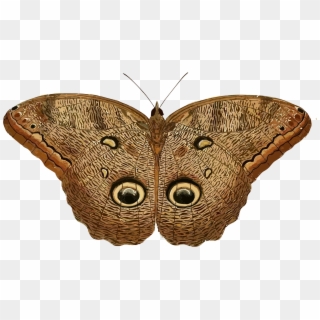 This Free Icons Png Design Of Caligo Eurilochus - Owl Butterfly Clipart Transparent Png