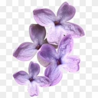 #lavender #moodboard #moodboards #png #filler #flowers - Boohoo Clipart