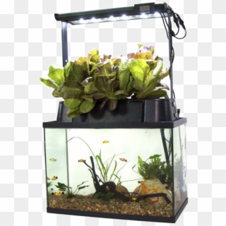 Self Cleaning Fish Tank - Aquaponics Kit Clipart