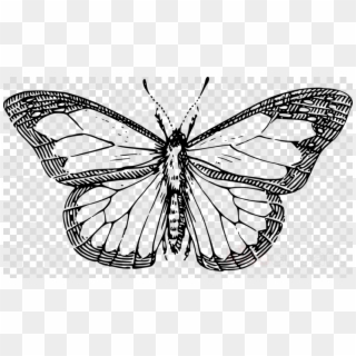 Butterfly Outline Clipart Butterfly Clip Art - Monarch Butterfly Black And White Clipart - Png Download