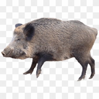 Download Boar Png Images Background - Wild Boar Png Clipart