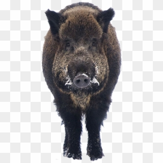 Boar Free Png Image - Wild Boar Png Clipart