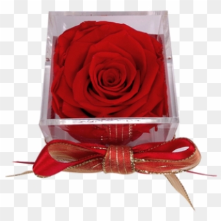 This Beautiful Preserved Rose Will Last More Than A - Garden Roses Clipart