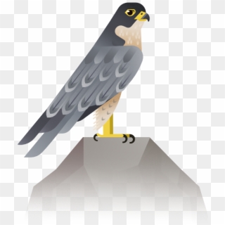 Bird, Eagle, Hawk, Wing Png Image With Transparent - Harrier Clipart