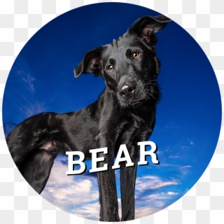 Home-bear - Dog Catches Something Clipart