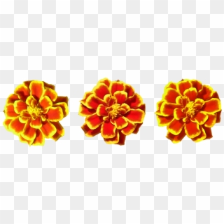 Marigold Flower Toran Png Png Image - Tagetes Patula Clipart