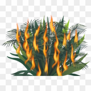Fire Bush - Tree Clipart