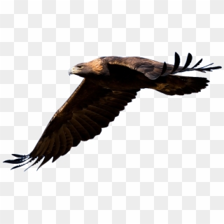 Golden Eagle Flying Transparent Clipart