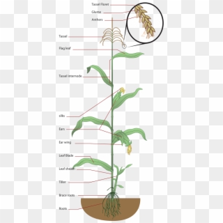 Maize Plant Diagram - Labelled Diagram Of Maize Plant Clipart