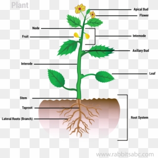 Parts Of A Plant - Plants Clipart