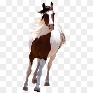 Running Horse Png Clipart