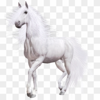 White Horse Png Clip Art - ابيض حصان Transparent Png
