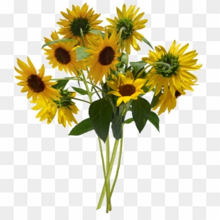 Image - Bunch Of Sunflowers Png Clipart