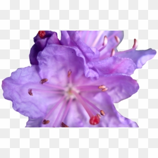 Purple Flower Crown Png Clipart