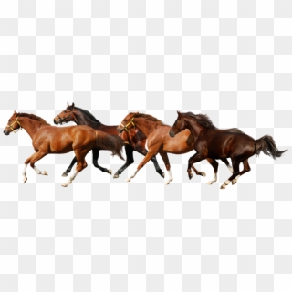 Running Horses No Background Clipart