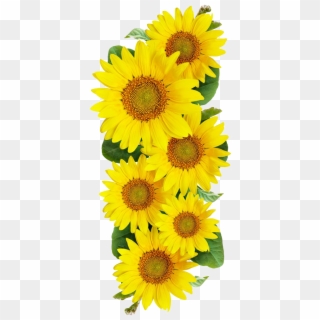 Free Sunflower Images - Girassol Png Clipart