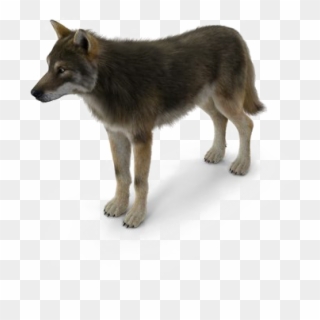 Grey Wolf Png Pic - Canis Lupus Tundrarum Clipart