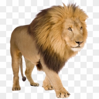 Lion Png Free Download - Lion Pictures With White Background Clipart