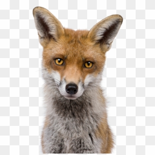 Fox Png Image - Front View Of A Fox Clipart