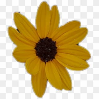 Clipart Library Download Floral Sunflower Flower Yellowaesthetic - Black-eyed Susan - Png Download