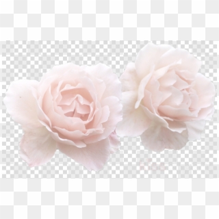 White Rose Flower Crown Transparent Clipart Garden - Png Download