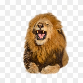 Download Free High Quality Lion Png Transparent Images - صور اسود مفرغه للتصميم Clipart
