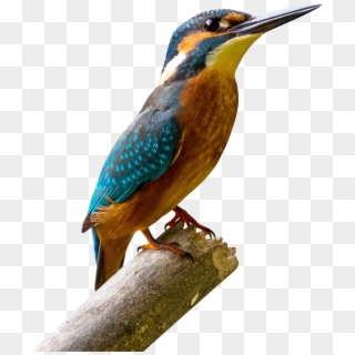 Kingfisher Bird - Bird Png Clipart