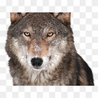 Grey Wolf In White Background Clipart