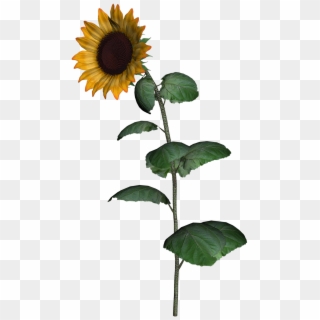 Sunflower Clipart With Leaf Png Images - Sunflower Transparent Png