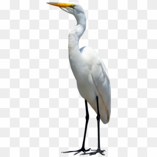 Download Egret Bird Png Transparent Image - Crane Bird Images Hd Clipart